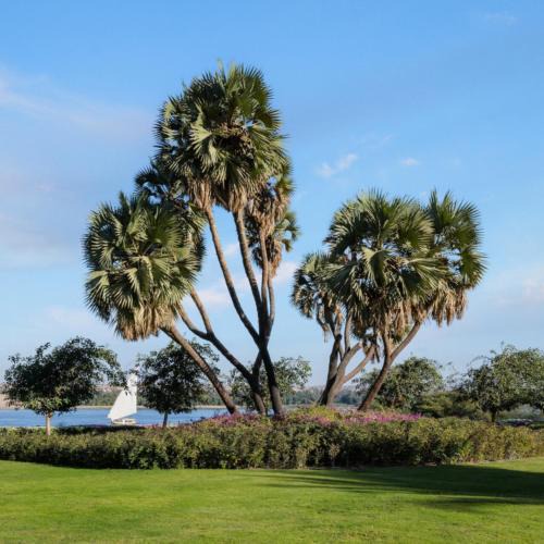 Aswan Resort | MGM Wellness Retreat
