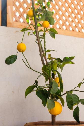 Riad Zitoun Jdid House | Riad Dar Amarena Exclusif BreakFast
