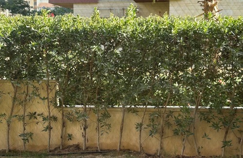 As-Sayidah Zaynab Apartment | 3BR+private260 mt garden+swimming pool in compound attached to mall.Close to AUC
