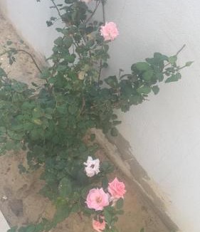 Hammamet Apartment | 5min de la zone touristique 400metre de la plage appartement chic S plus 1