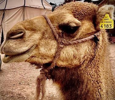Oulad Khallouf Other | Les Bedouins Agafay