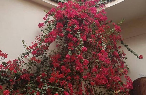 Riad Zitoun Jdid House | Motel ∙ 8 guests