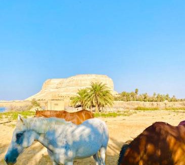 Siwa Hotel | Soléi Royale