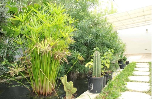Cite Jardins Apartment | Studio à Tunis Dans le Calme et la Verdure