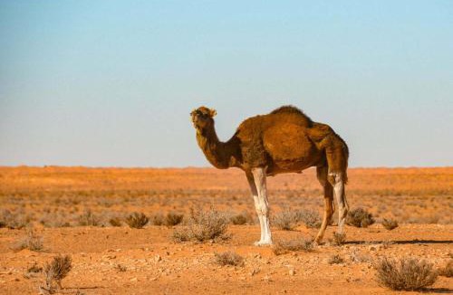 Ben Guerdane Other | Tente ksar ghilane