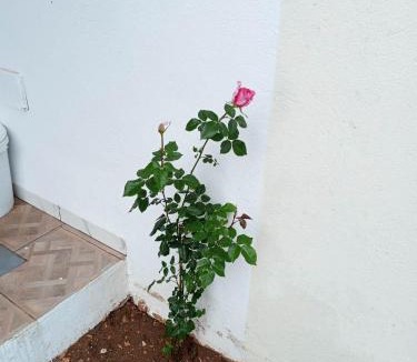 Flamants roses Villa | Villa foundou gammarth