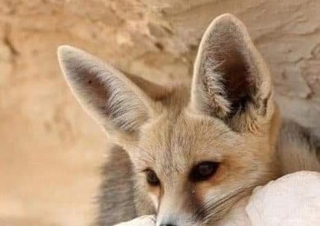 Bawati Other | White desert safari in Egypt