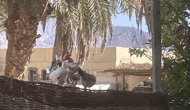 Authentic charming 2-Bed House in Dahab