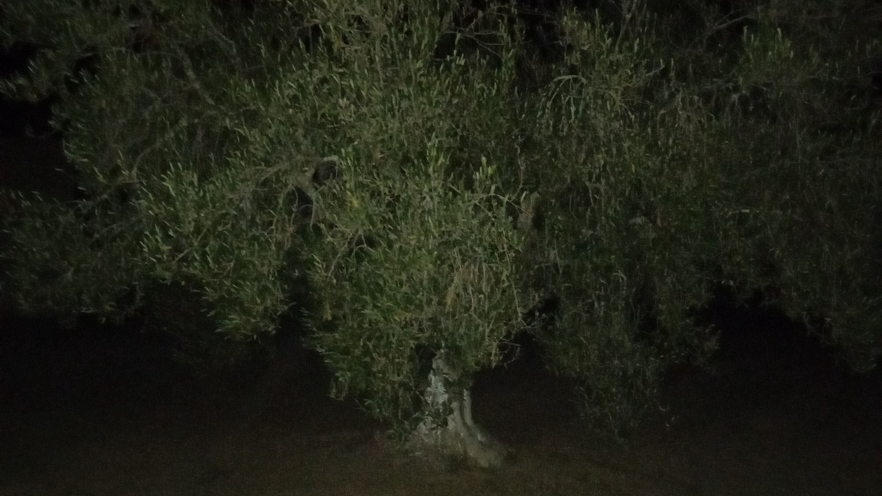 Photo of Others in Arkou