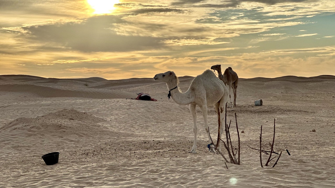 Photo of Others in El Faouar