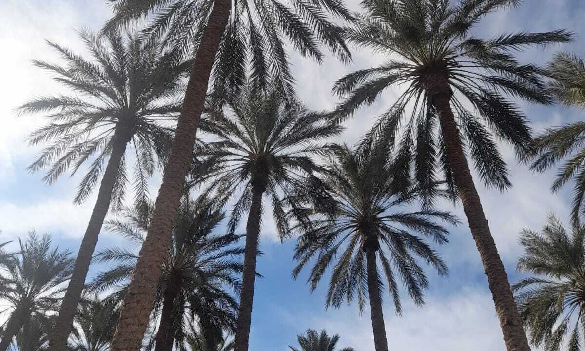 Photo of Outdoor in Tozeur