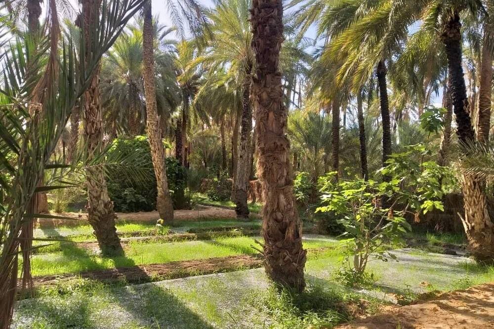 Photo of Outdoor in Tozeur