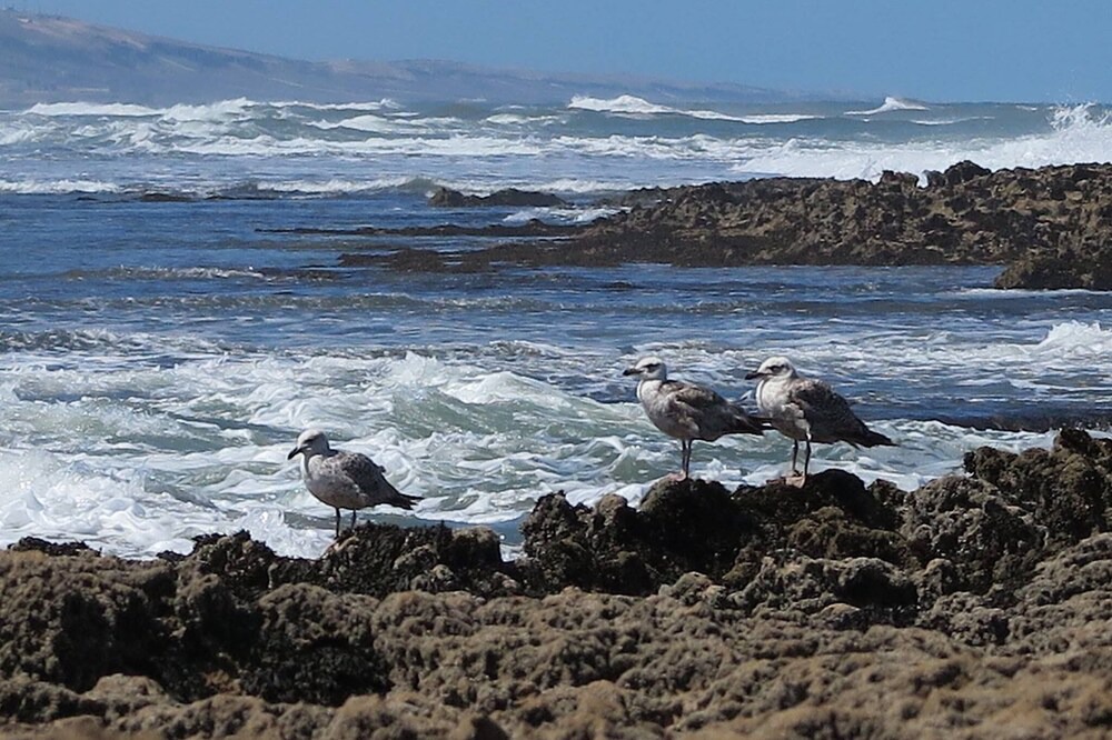 Photo of Others in Oualidia