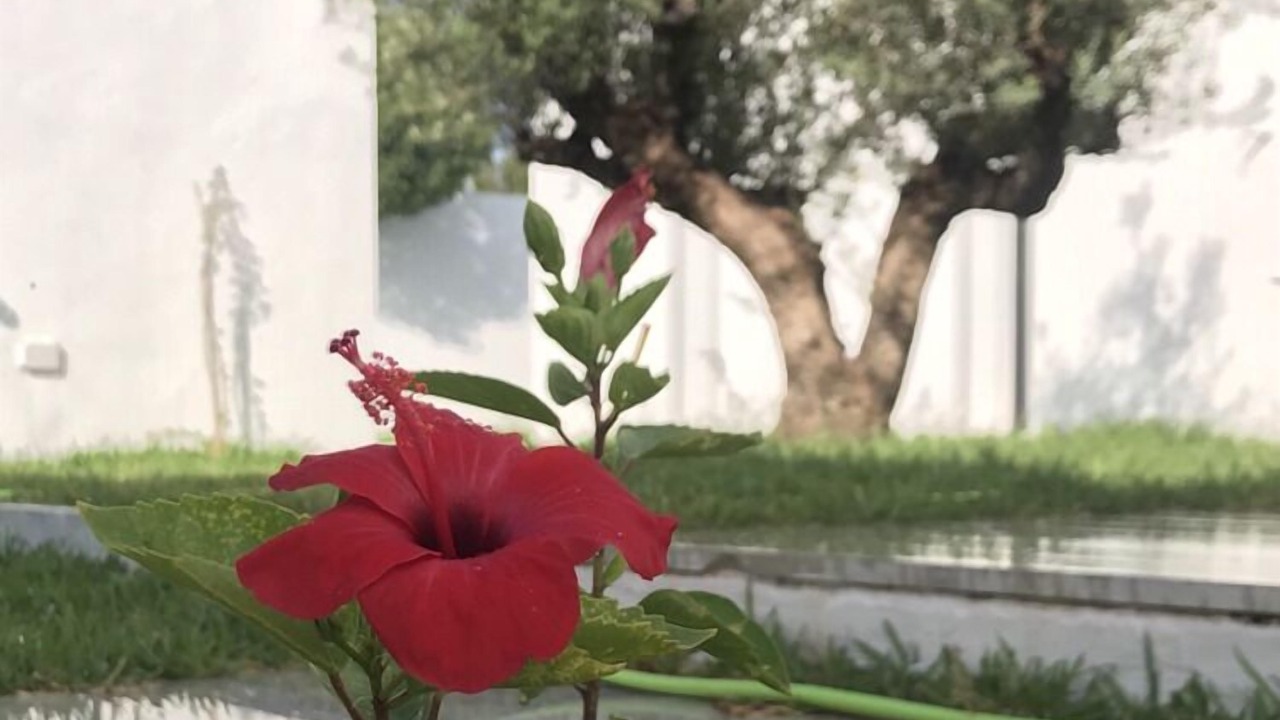 Photo of Outdoor in La Soukra