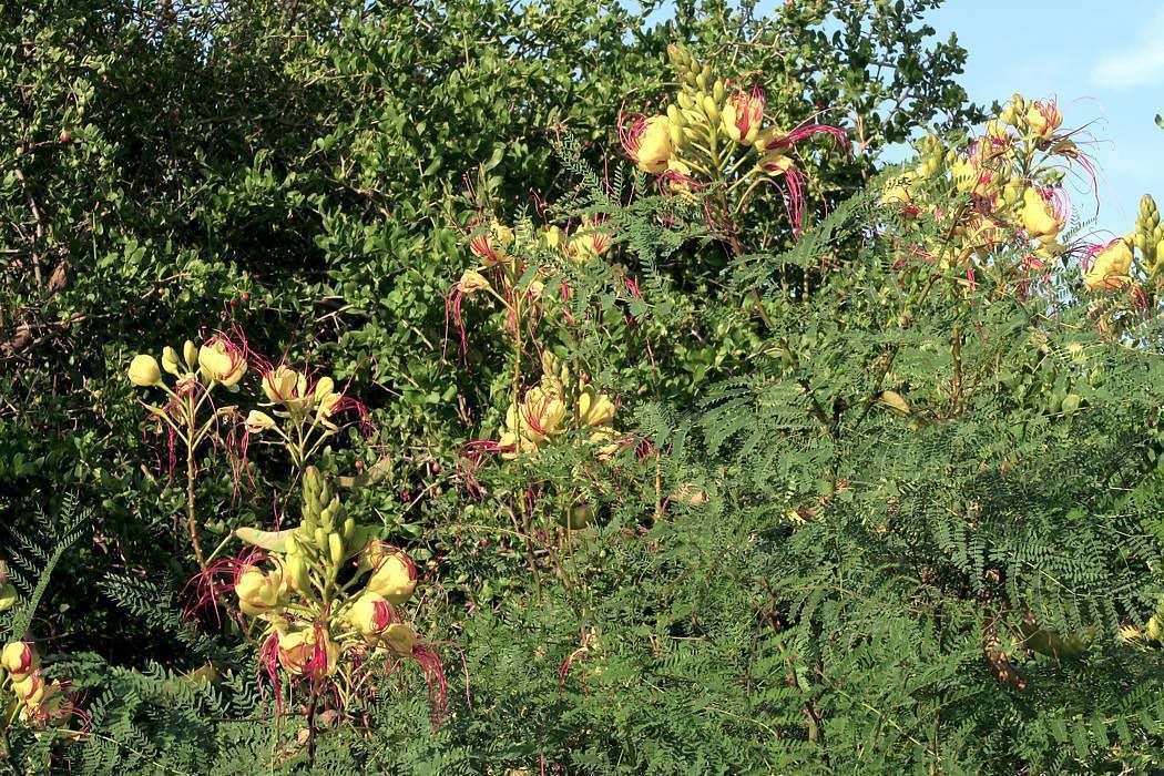 Photo of Outdoor in Soliman