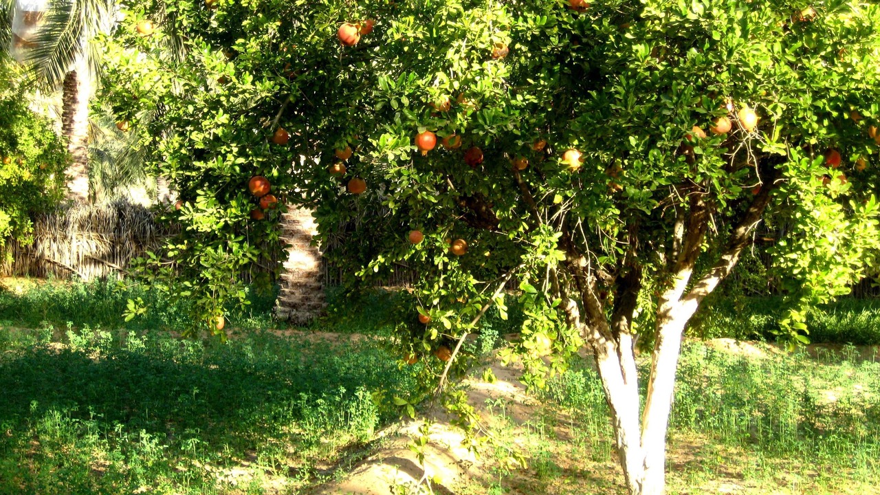 Photo of Outdoor in Douz