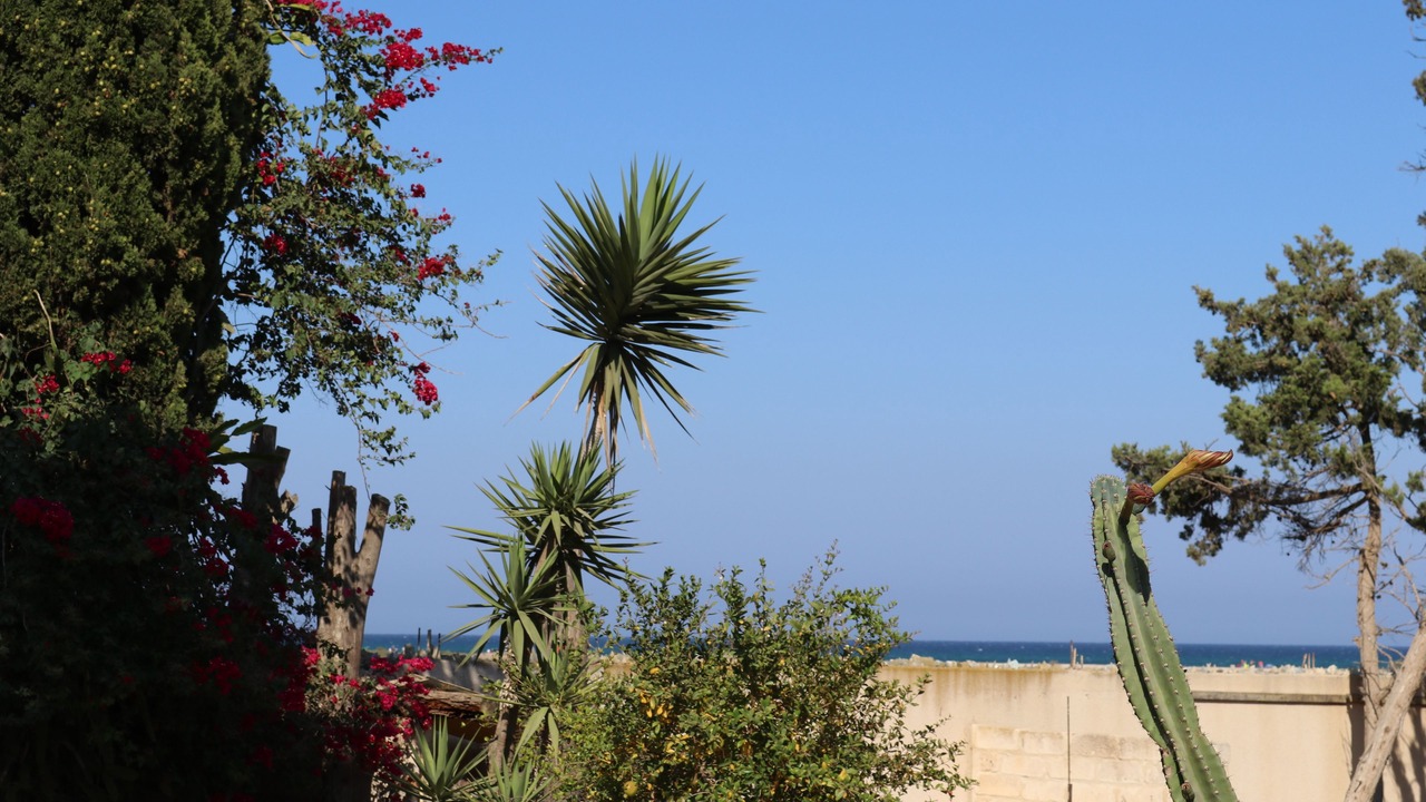 Photo of Others in El Maamoura