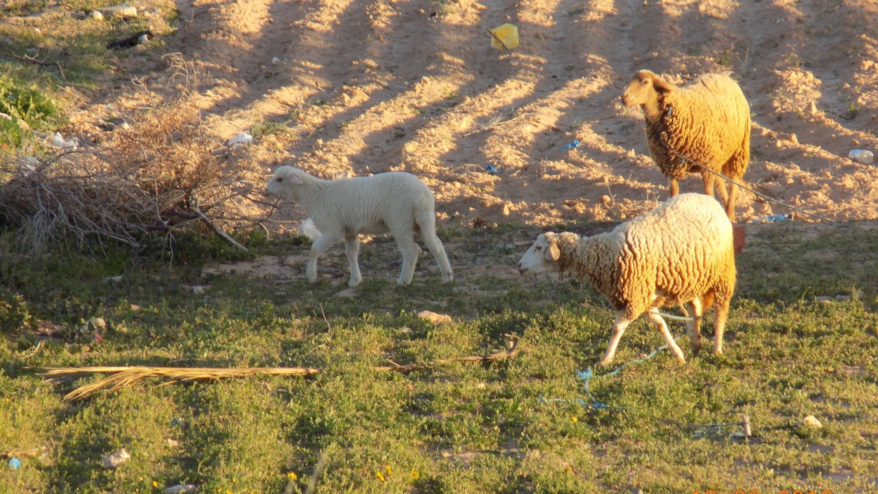 Photo of Outdoor in Zarzis