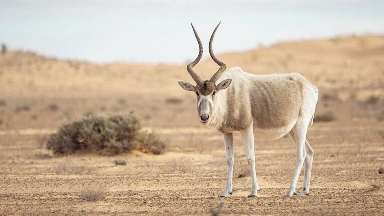 Photo of Others in Douz