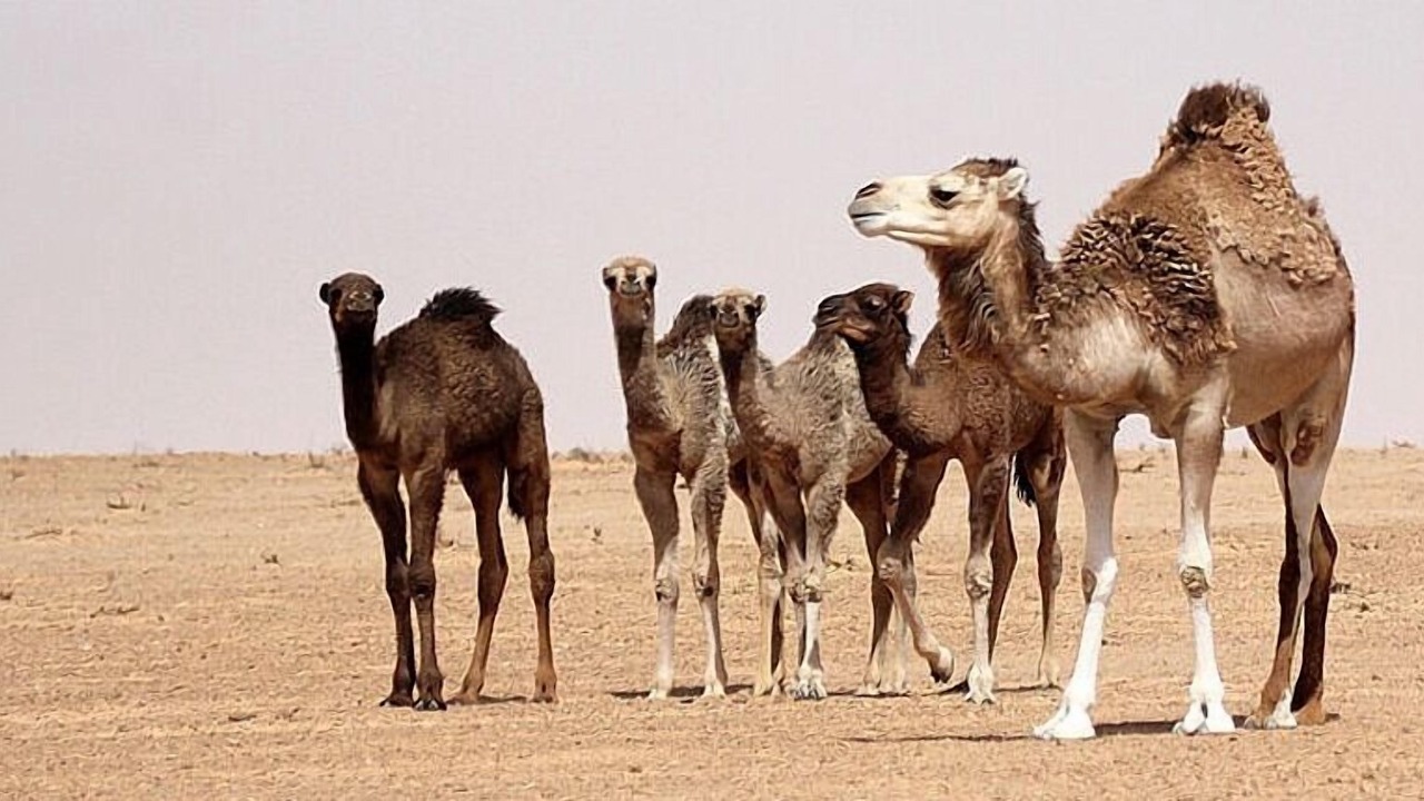 Photo of Others in Douz