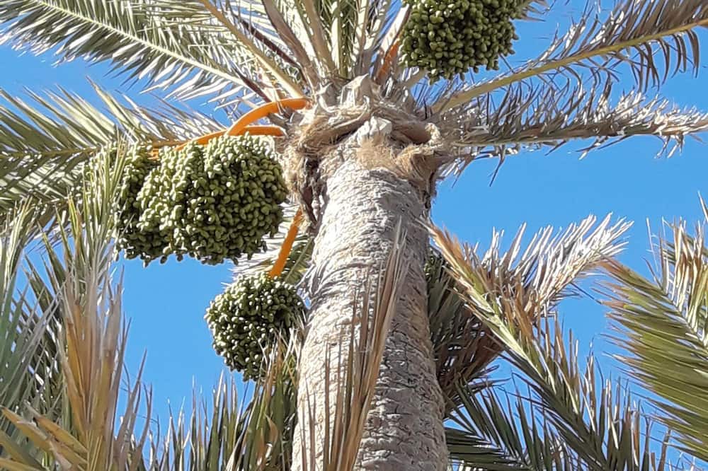 Photo of Outdoor in Hawmat al Badawiyin