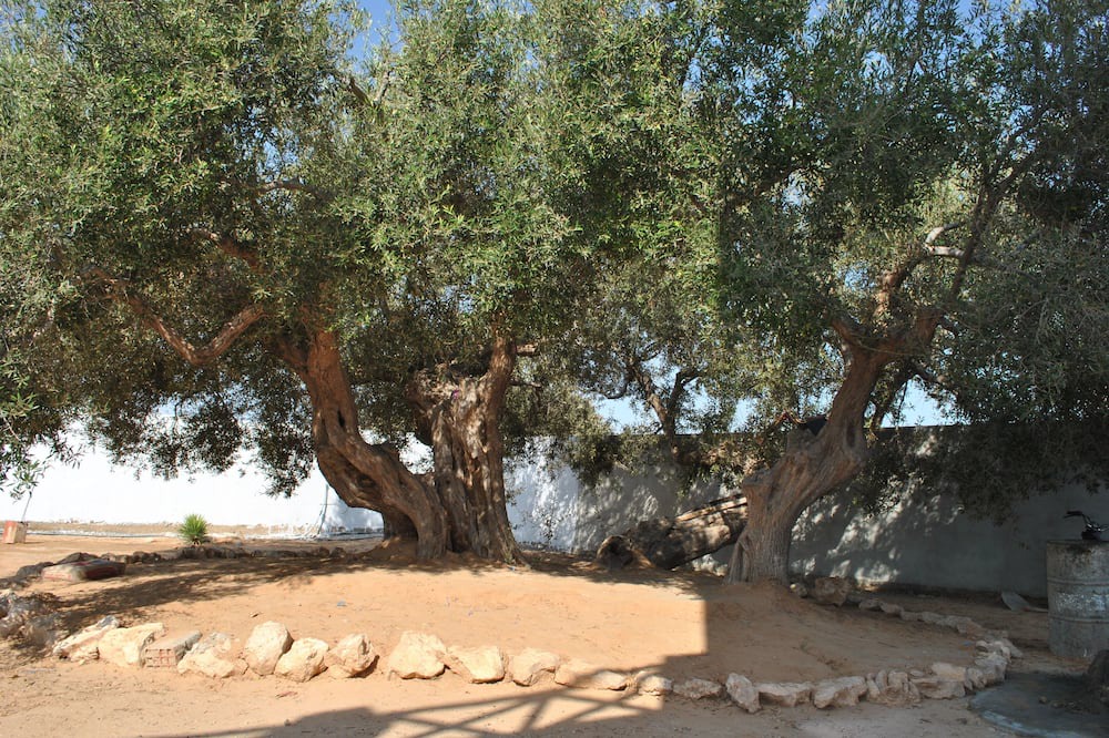 Photo of Outdoor in Hawmat al Badawiyin
