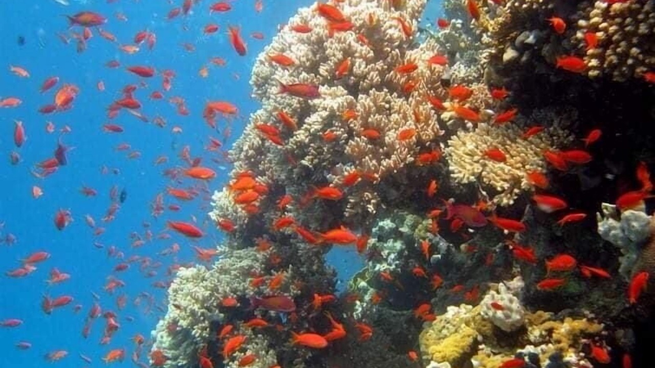 Photo of Others in St. Catherine