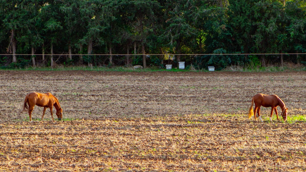 Photo of Outdoor in Mateur