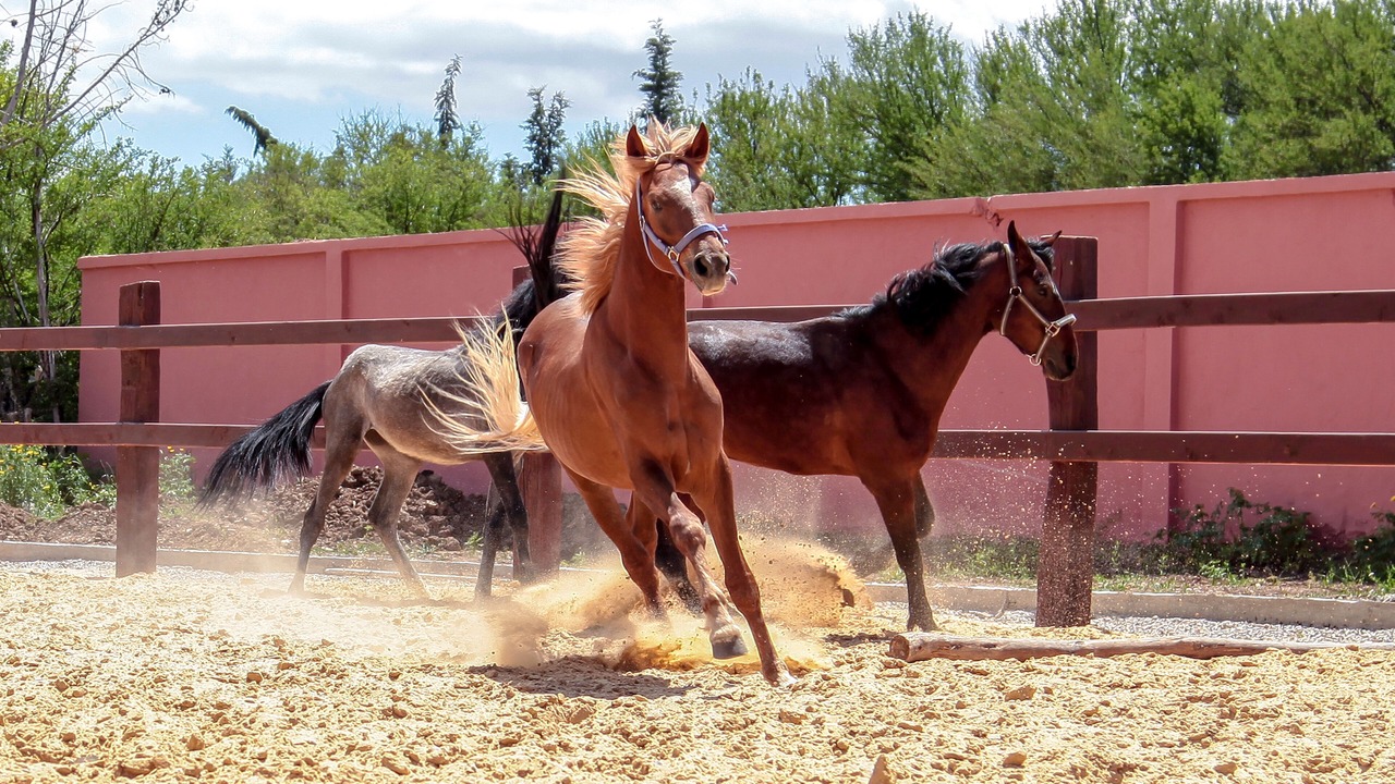 Photo of Outdoor in Mateur