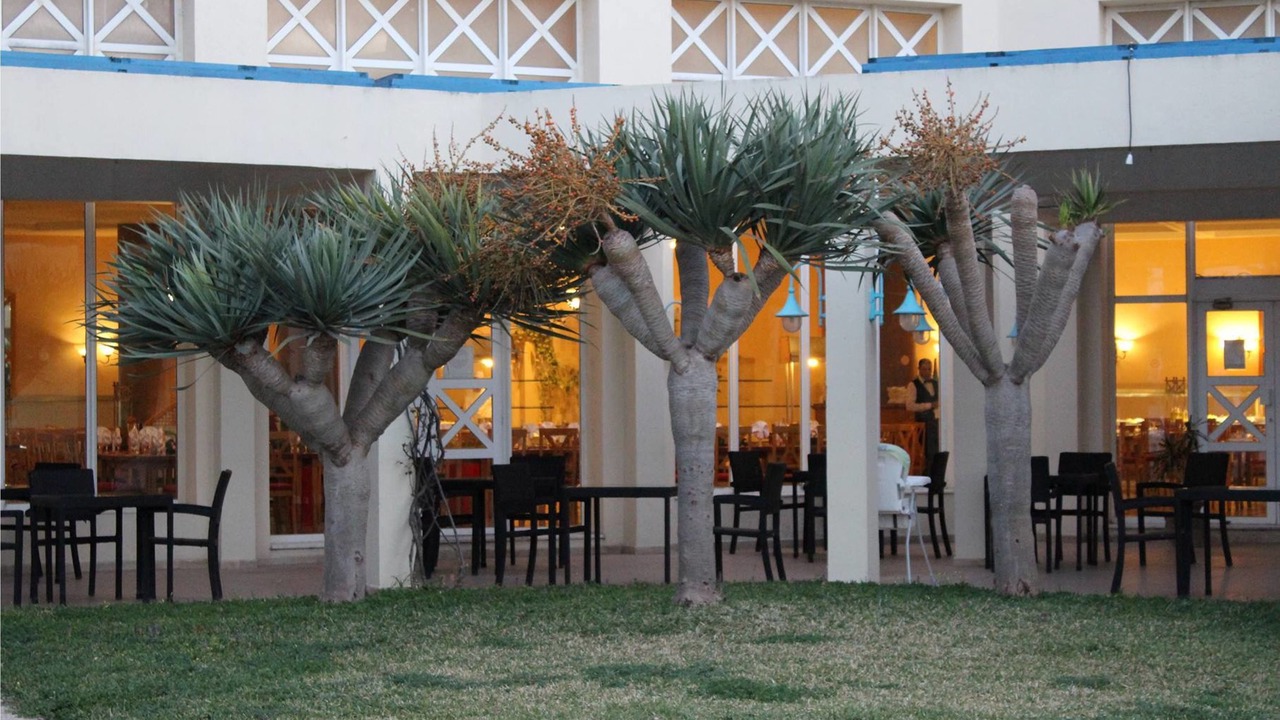 Photo of Outdoor in Gammarth