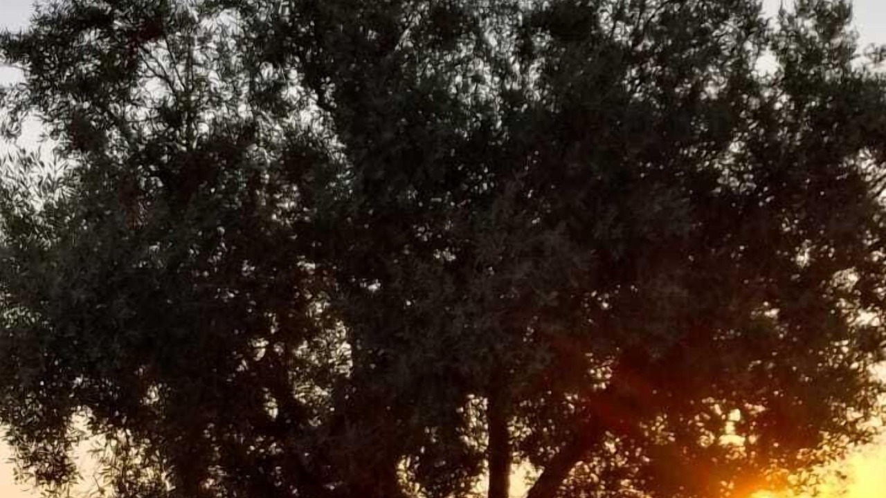 Photo of Outdoor in Agareb