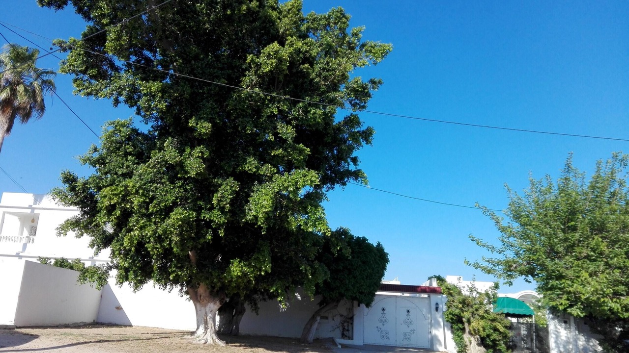 Photo of Outdoor in Hammamet Sud