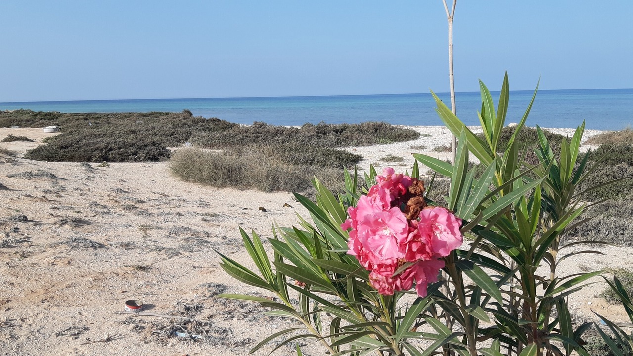Photo of Outdoor in Djerba Ajim