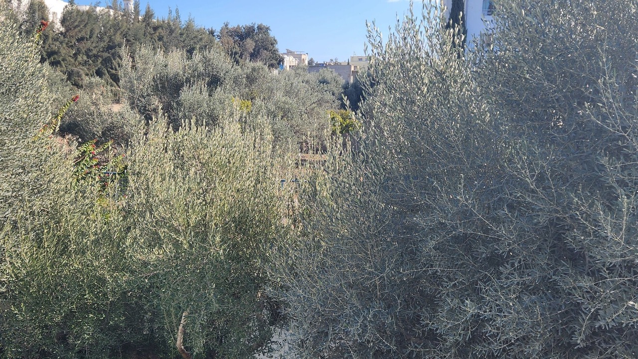 Photo of Others in Hammamet Sud
