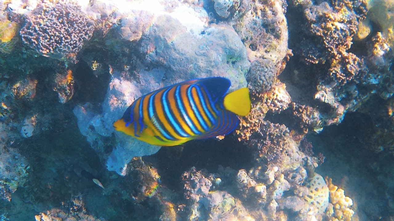 Photo of Others in Makadi Bay