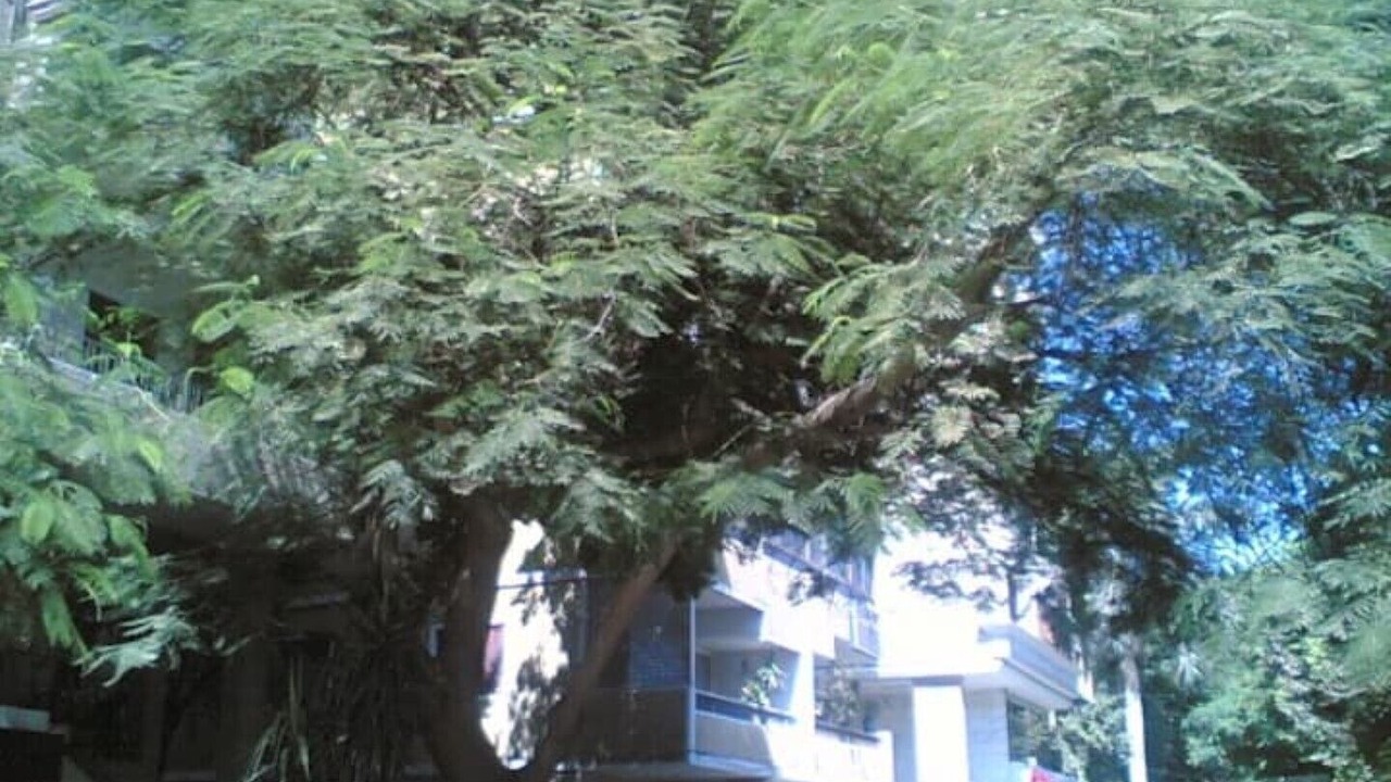 Photo of Outdoor in Agouza