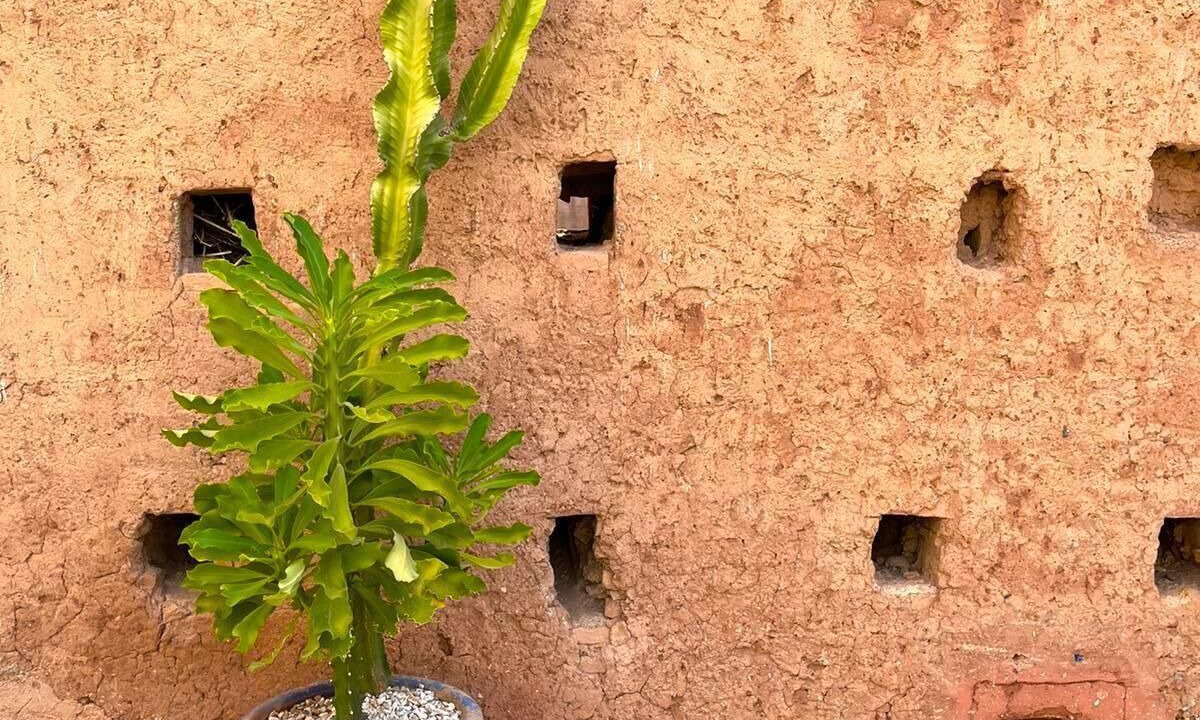 Photo of Others in Kasbah