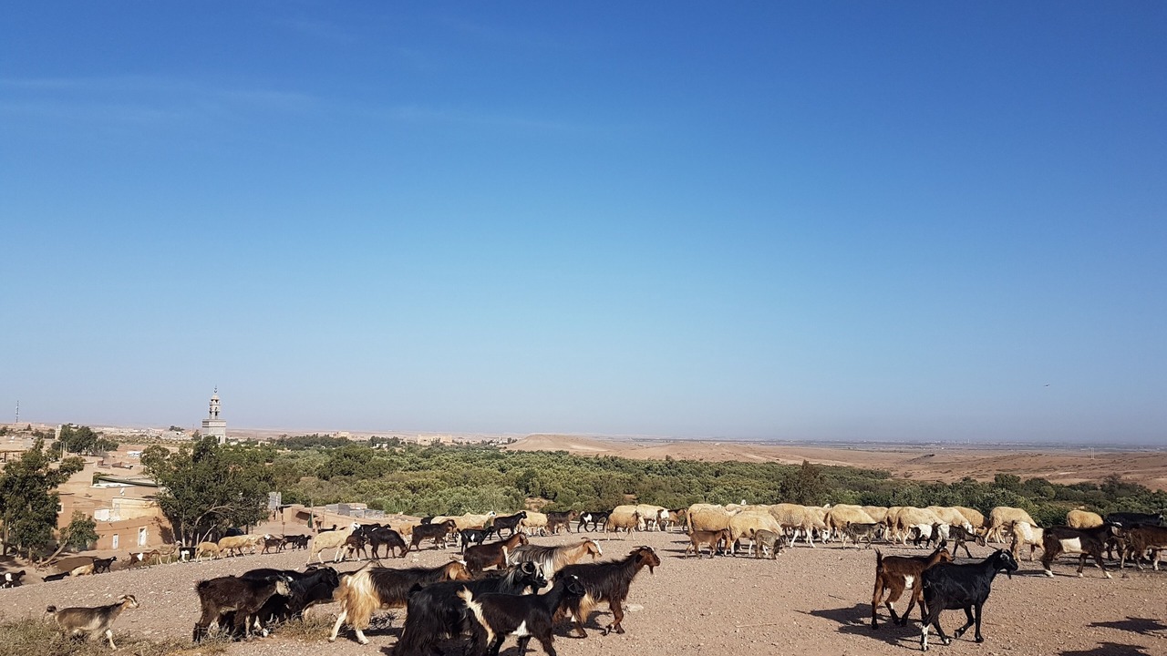 Photo of Others in Oumnass