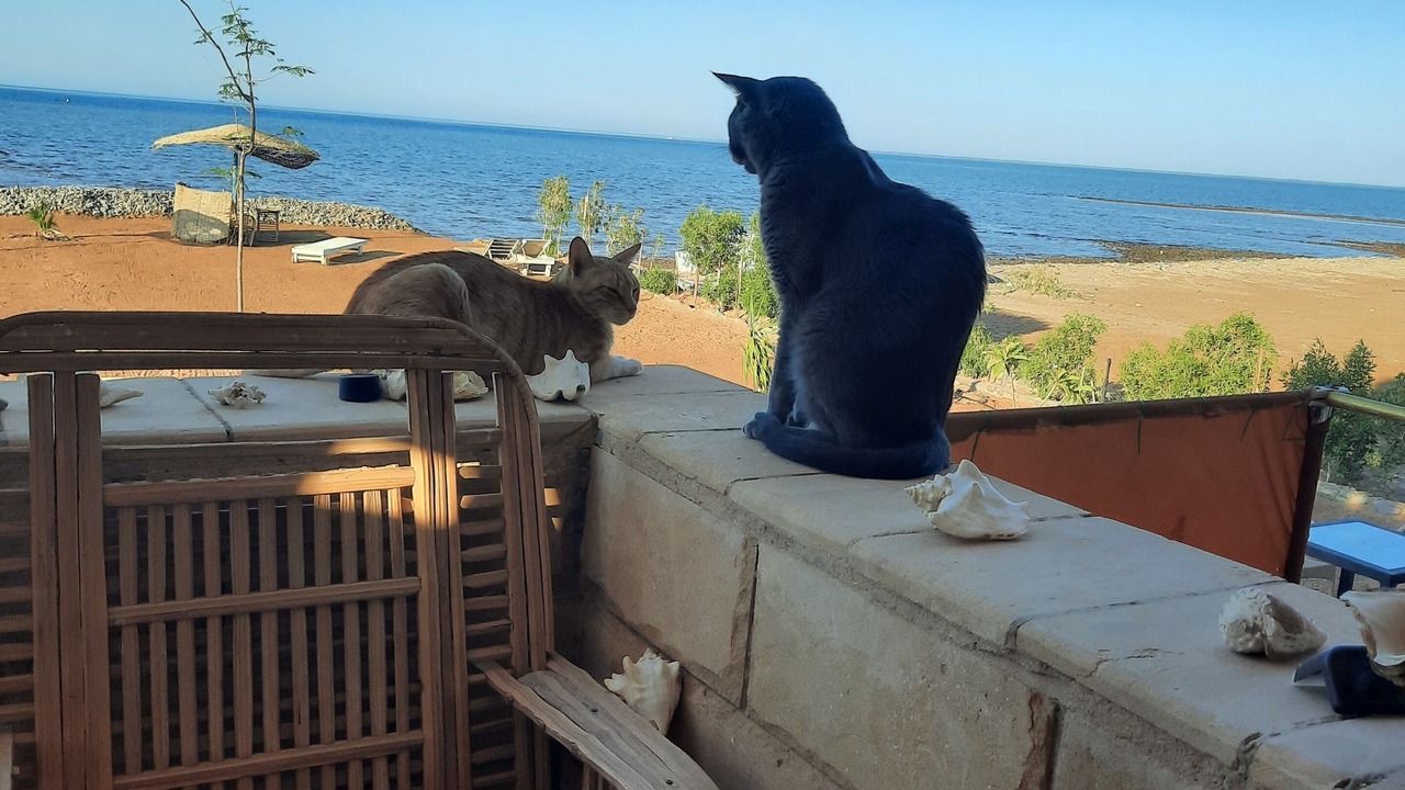 Photo of Outdoor in Safaga