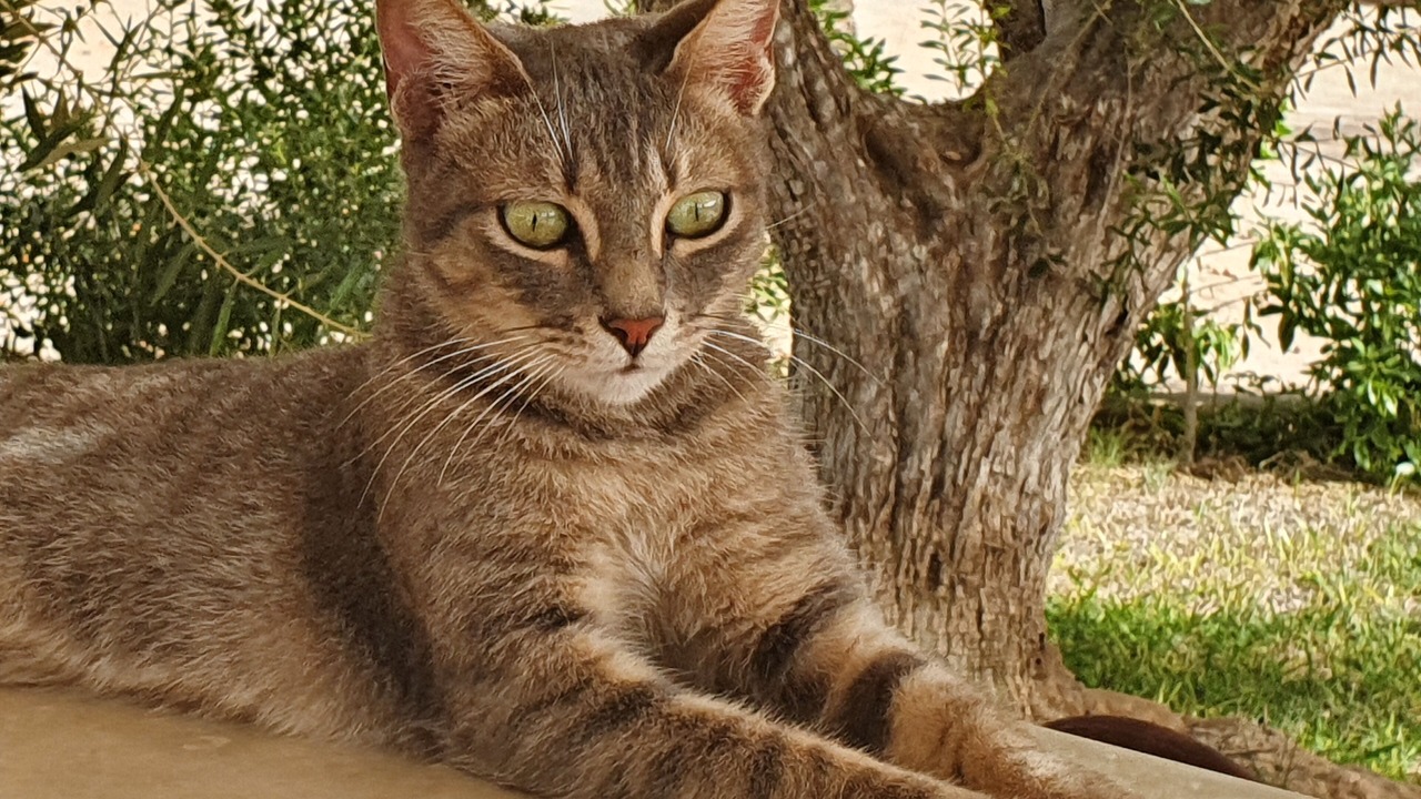 Photo of Others in Djerba Midun