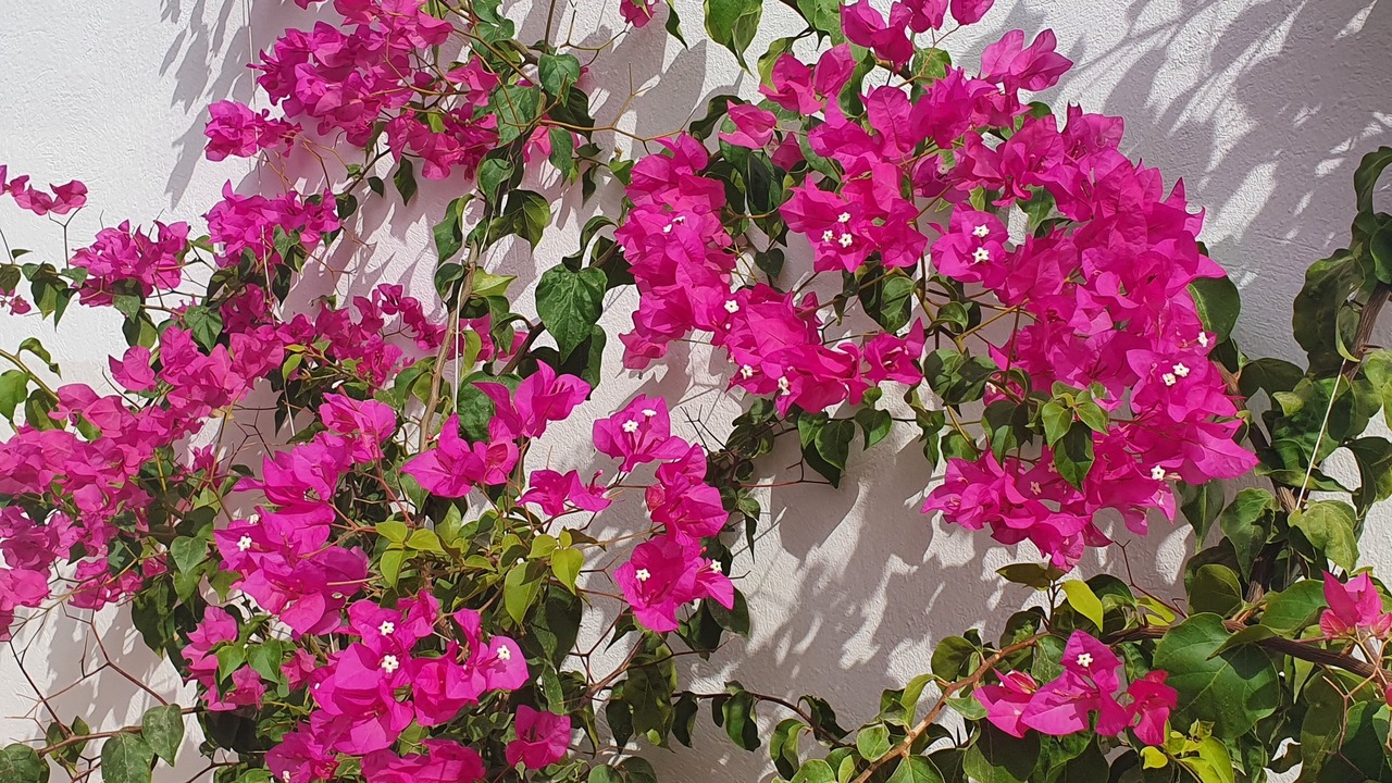 Photo of Outdoor in Djerba Midun