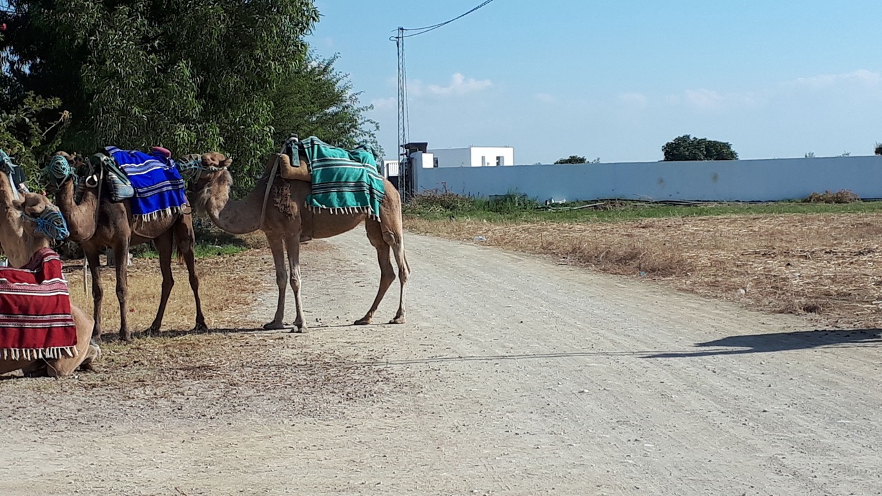 Photo of Others in Bouficha