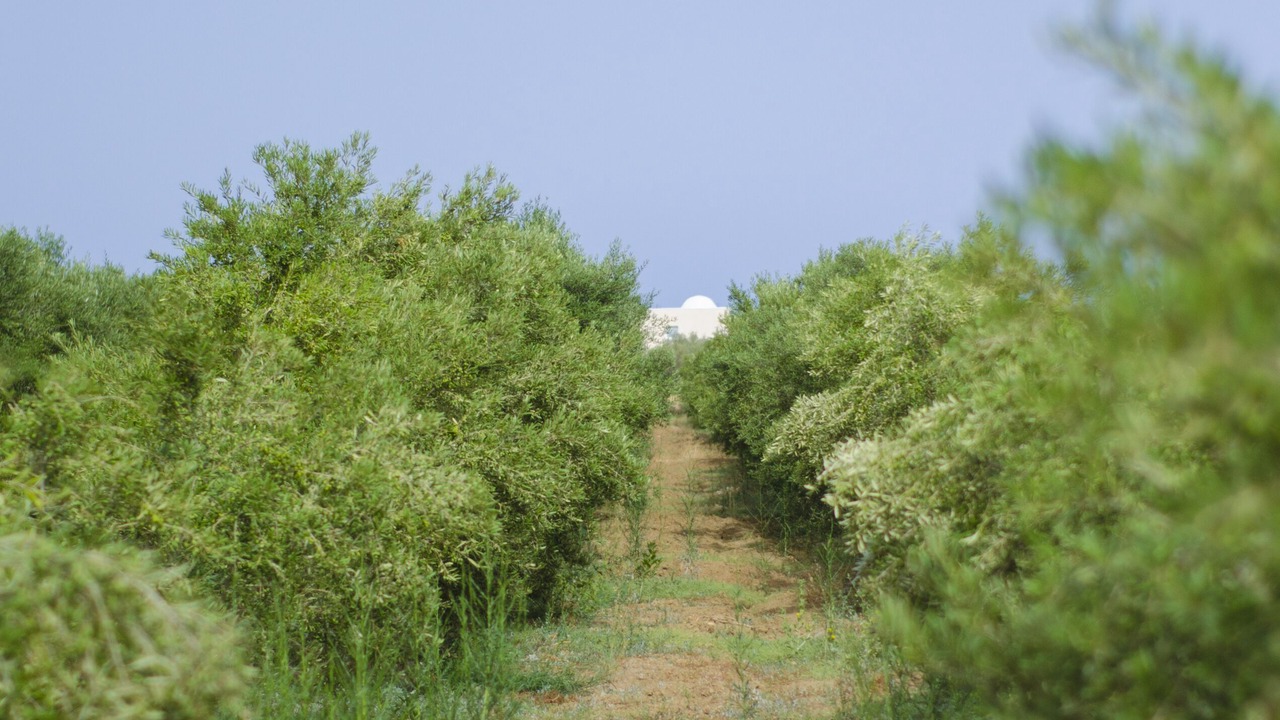Photo of Outdoor in Bouficha