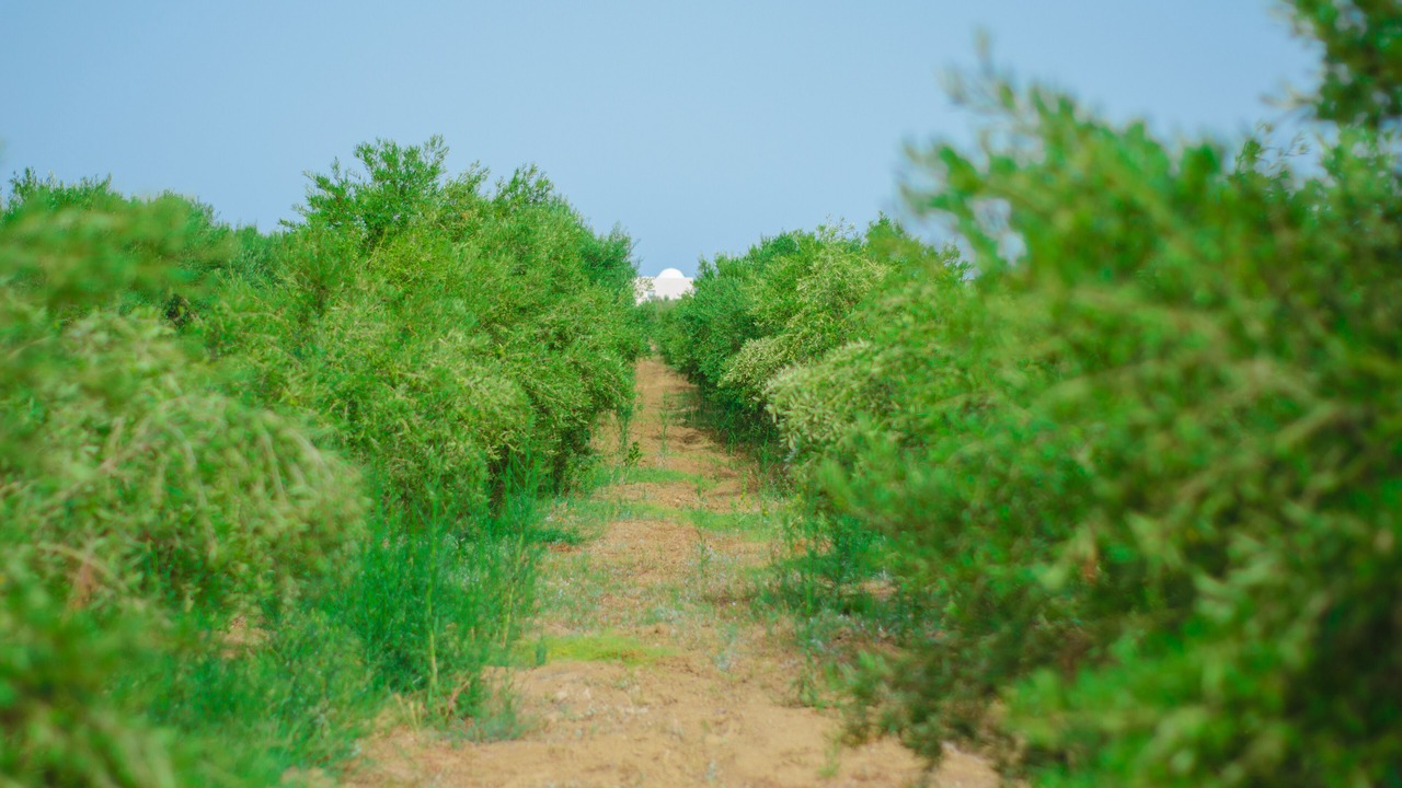 Photo of Outdoor in Bouficha