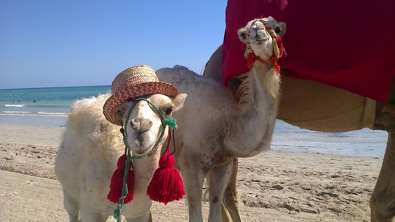 Photo of Others in Djerba Midun