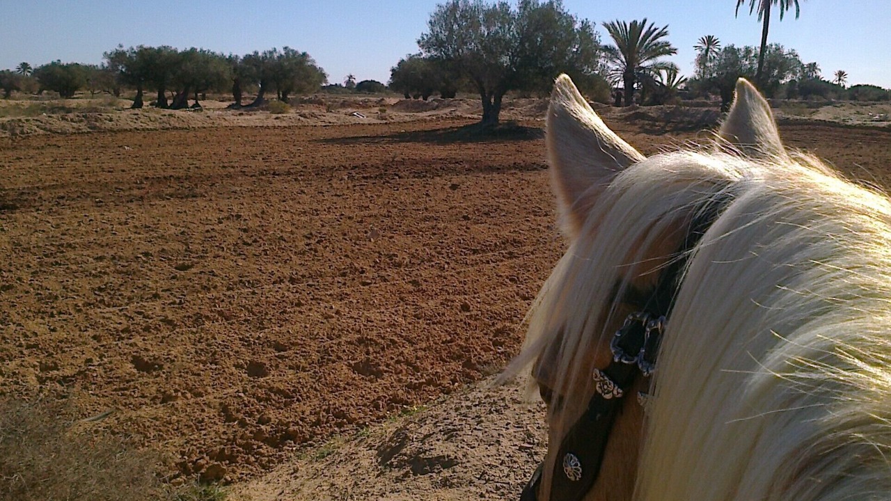 Photo of Outdoor in Djerba Midun