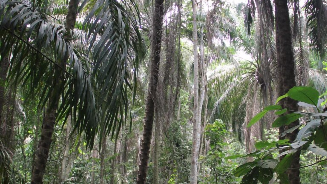 Photo of Outdoor in Ofin