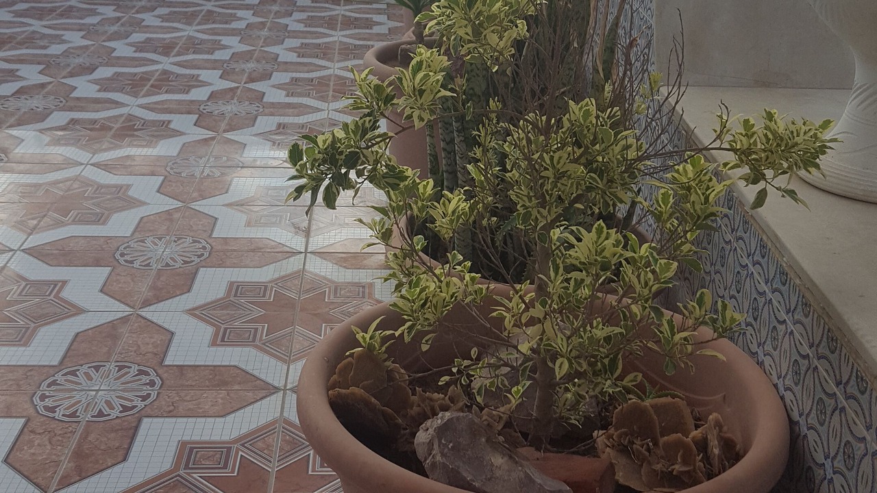 Photo of Outdoor in Sayada