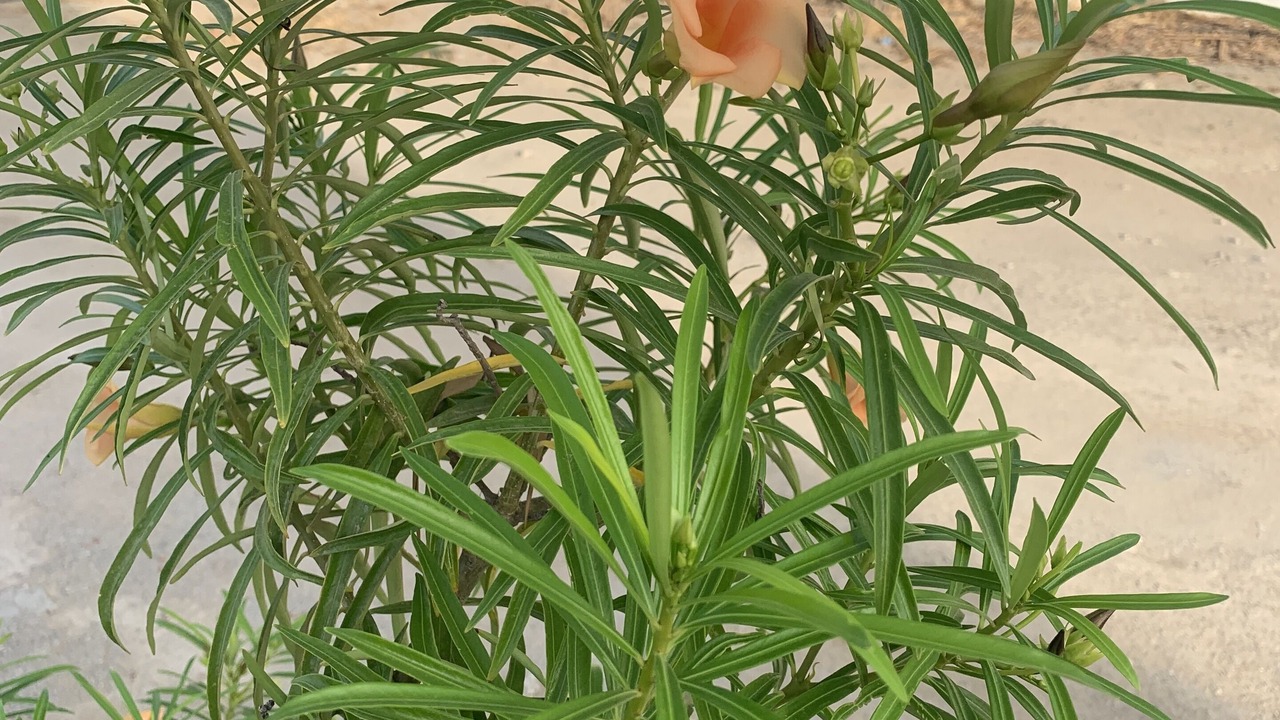 Photo of Outdoor in Bouficha