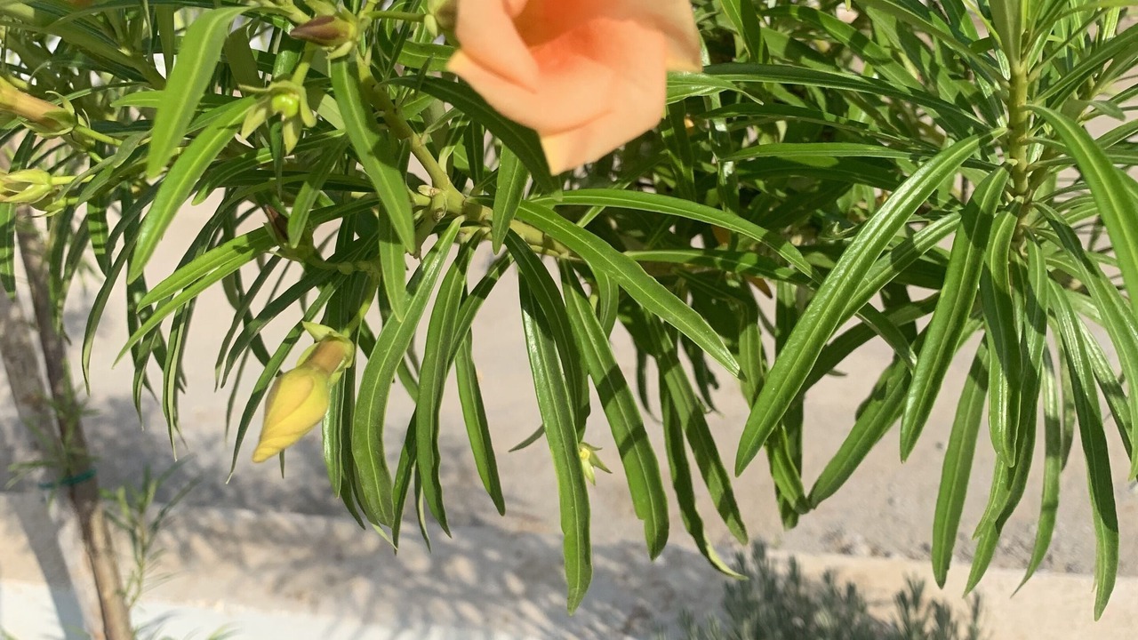 Photo of Outdoor in Bouficha